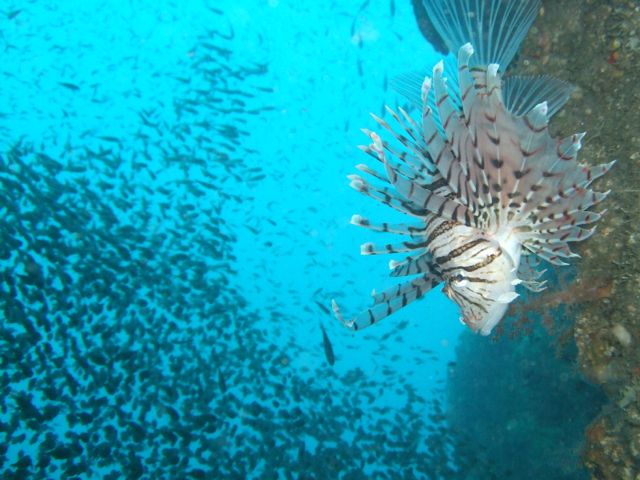 いい海続く雲見で生き物探し【2011年11月2日】_f0053895_173848.jpg