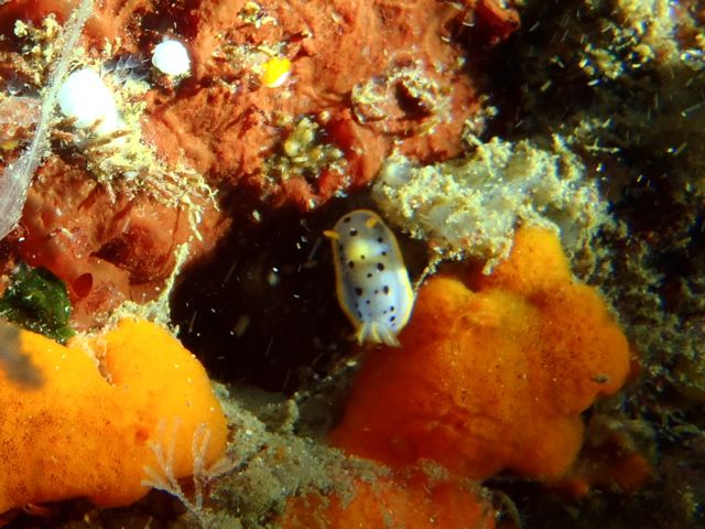 いい海続く雲見で生き物探し【2011年11月2日】_f0053895_1742462.jpg