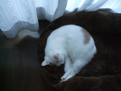 秋、眠って、眠って、眠って...アキ。_f0153998_2314186.jpg