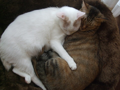 秋、眠って、眠って、眠って...アキ。_f0153998_23192626.jpg