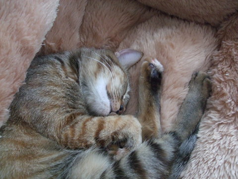 秋、眠って、眠って、眠って...アキ。_f0153998_2345231.jpg