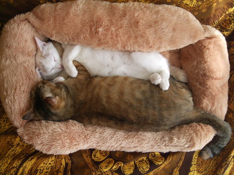 秋、眠って、眠って、眠って...アキ。_f0153998_237282.jpg