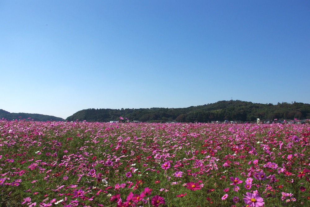 コスモス2011@栃木県益子町_f0138807_2213881.jpg