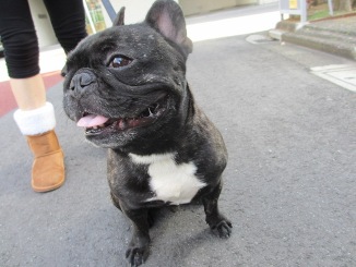 犬のキモチ♂_d0091909_10382180.jpg