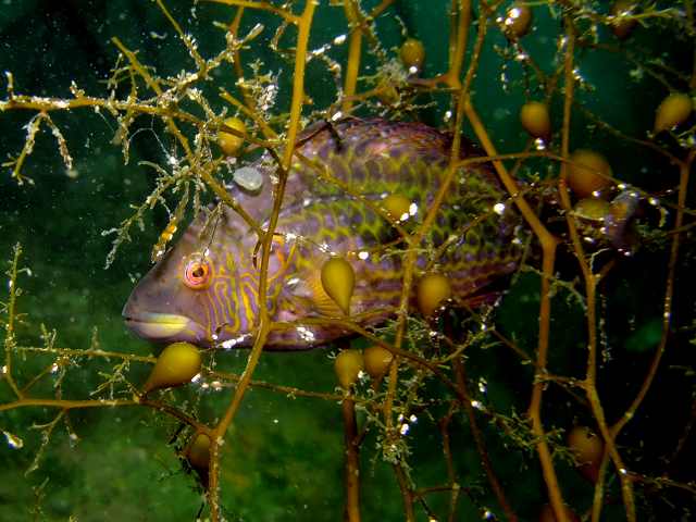 オハグロベラ　葉山　Pteragogus aurigarius   (Richardson,1845 )  _d0175710_19184185.jpg