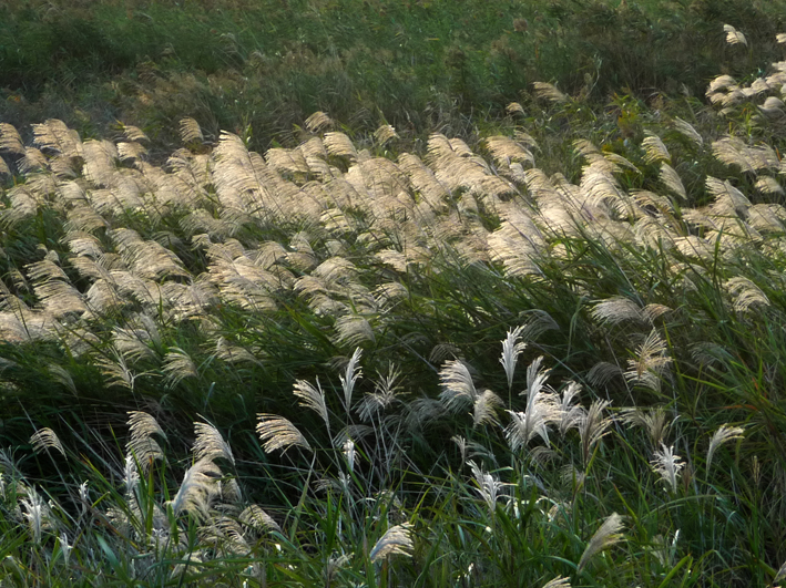 d0088611_14215123.jpg