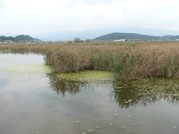 筑豊地区　池散策　とめられない _e0002314_2210187.jpg