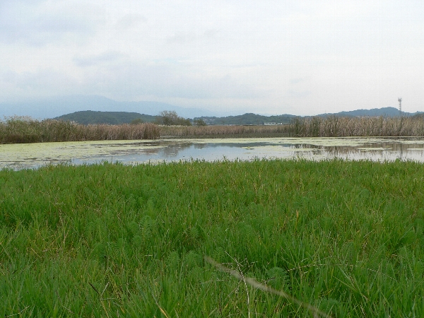 筑豊地区　池散策　とめられない _e0002314_2283910.jpg