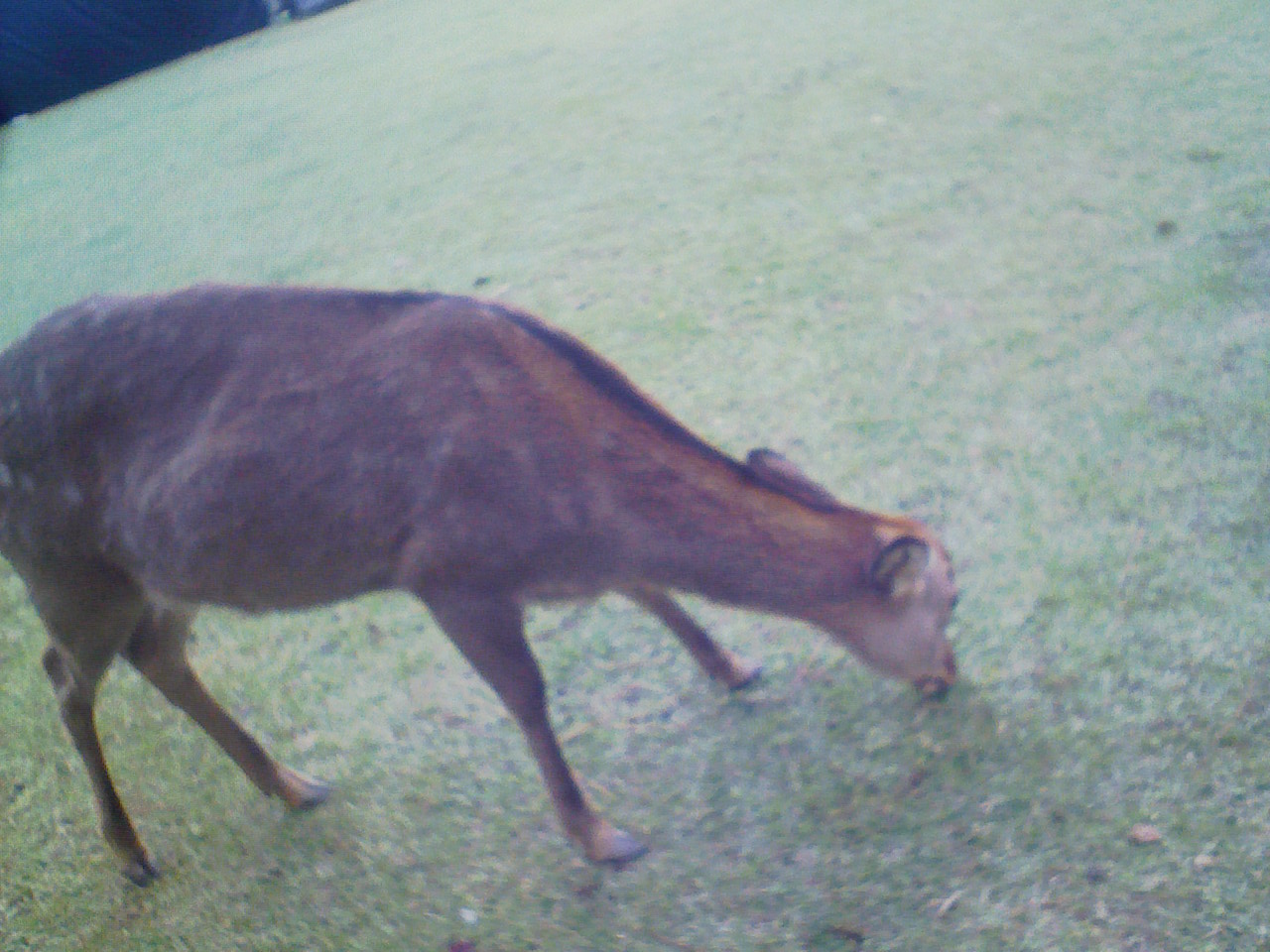 定例会、西へ⑦（奈良③～奈良公園①）。_a0138219_2284821.jpg