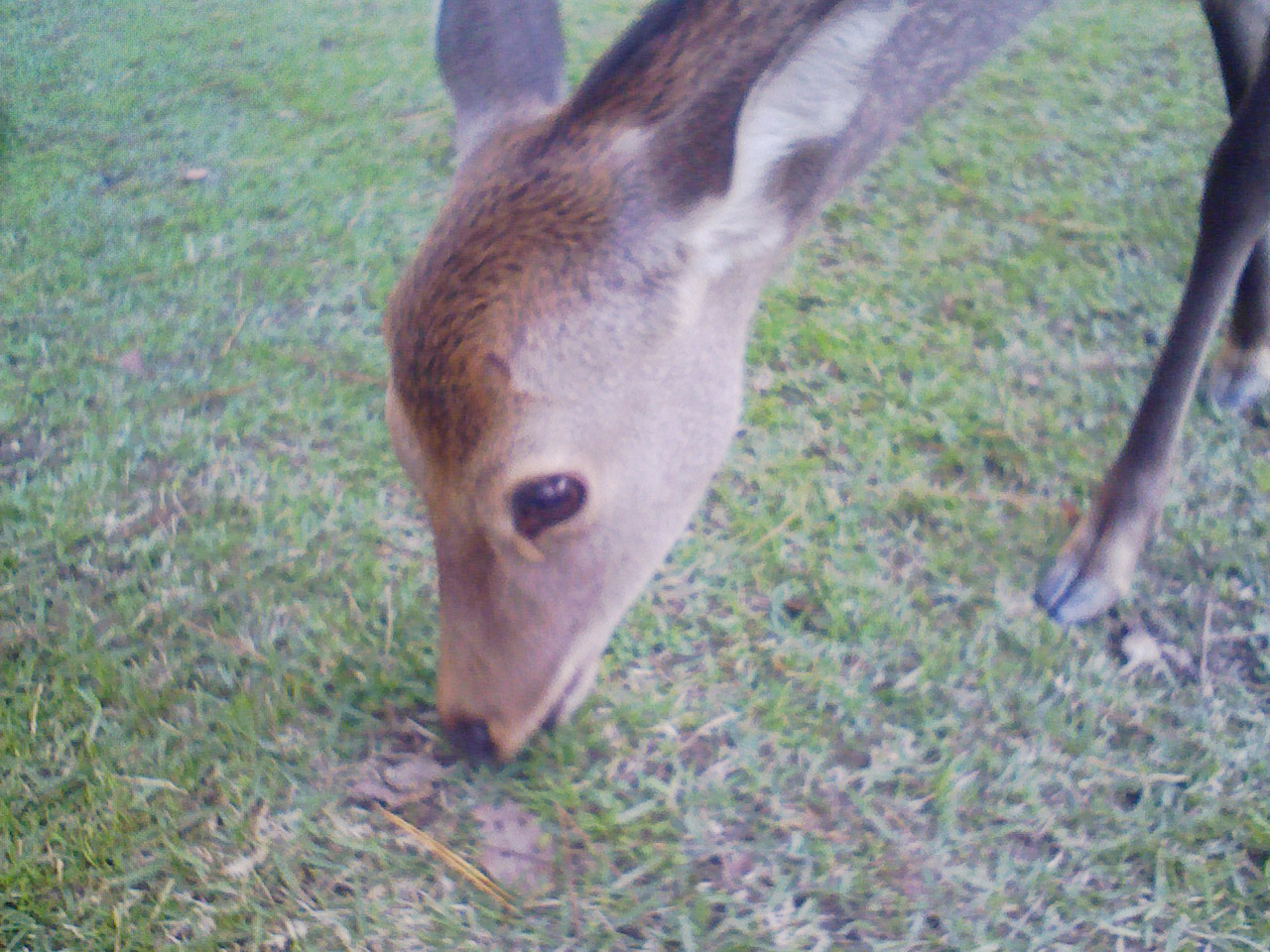 定例会、西へ⑦（奈良③～奈良公園①）。_a0138219_229144.jpg