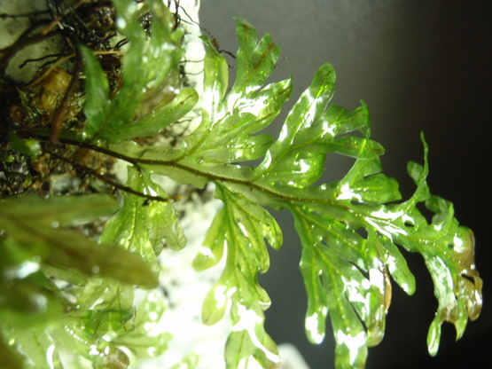 オオコケシノブHymenophyllum badium_d0187020_2330507.jpg