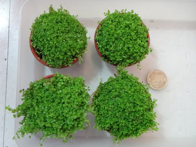 熱帯魚・水草・侘び草・金魚_f0189122_13281567.jpg