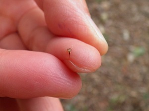 日本ミツバチに刺されました 藤山窯の日記 日本ミツバチに刺されました 藤山窯の日記