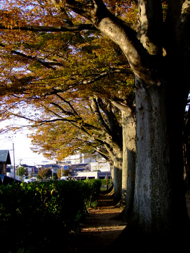 「山形・酒田　山居倉庫」_a0000029_1054292.jpg