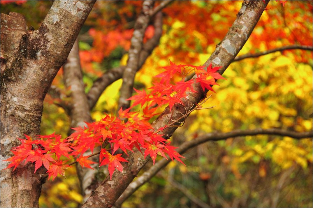 ■■ 帝釈峡 紅葉2011　-1_c0152332_21531585.jpg