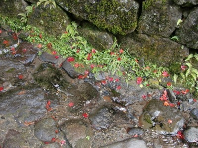 e0110940_937222.jpg