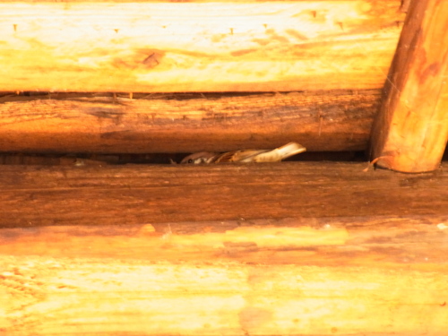 北のミルから~2011 秋~_b0207642_9315135.jpg