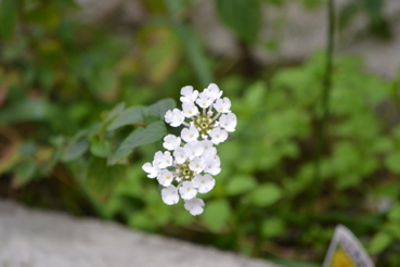 e0184558_10394640.jpg