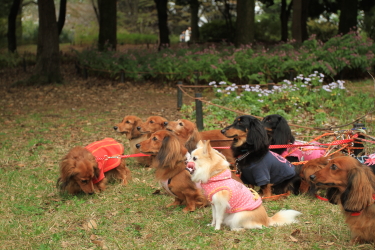 公園で会った犬たち_f0214858_23122518.jpg