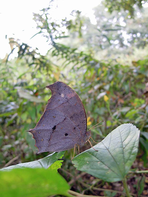 よく行く公園でⅡ（１１月上旬　埼玉県）_f0199866_22221830.jpg