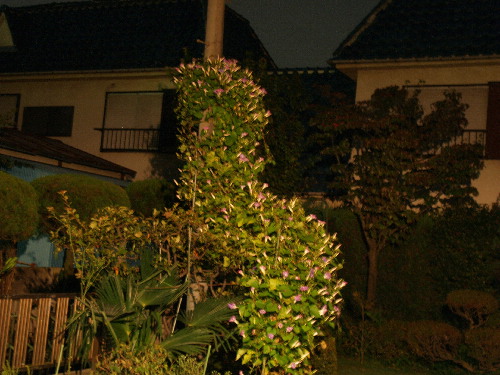 f0208666_1832662.jpg