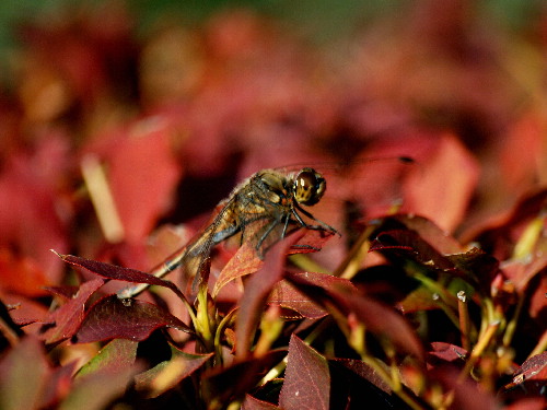 f0208666_1845993.jpg