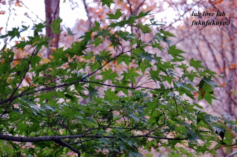b0196568_21495491.jpg