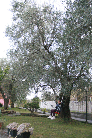 b0120269_021432.gif