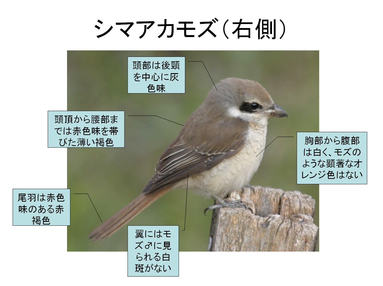 日本野鳥の会神奈川支部のBINOS研究発表会で発表してきました。_f0105570_22292213.jpg