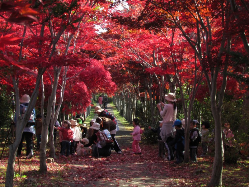 平岡樹芸センター②－１　錦秋の彩りを追う　_c0183777_16471656.jpg