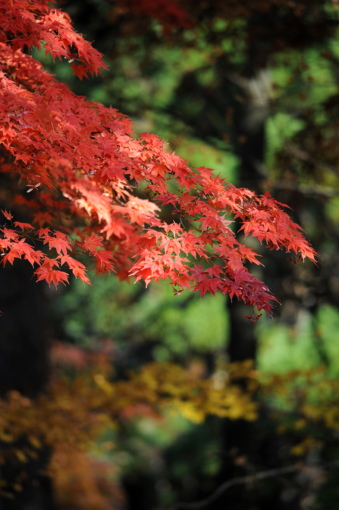 香雪園の紅葉･･･デジタル編 その1_a0141385_21574149.jpg