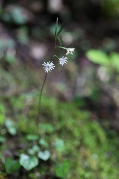 f0000789_2075922.jpg