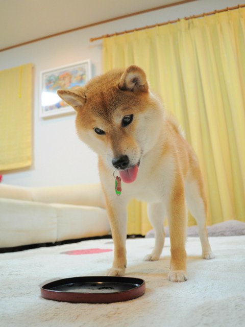 ありがとう、かぼちゃん。_a0126590_11535234.jpg