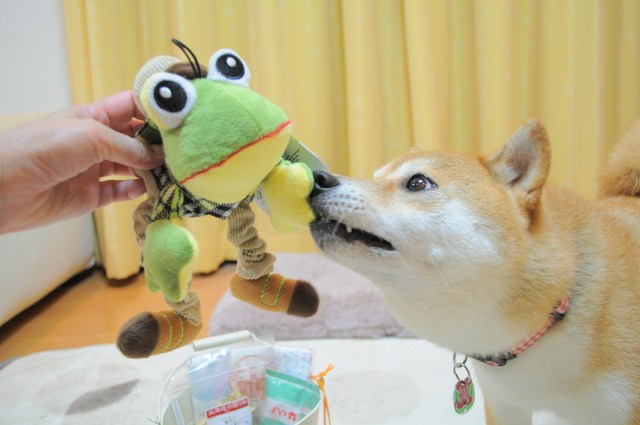 ありがとう、かぼちゃん。_a0126590_11563549.jpg