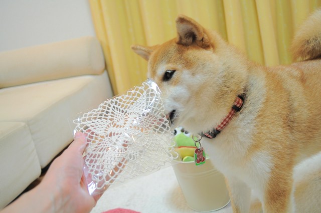 ありがとう、かぼちゃん。_a0126590_1156724.jpg