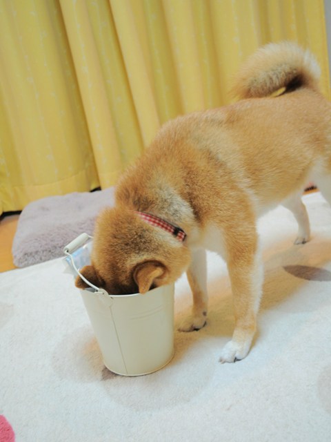 ありがとう、かぼちゃん。_a0126590_1158054.jpg
