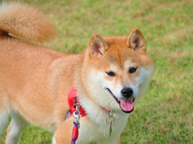 銀杏の木の下で_a0126590_2353589.jpg