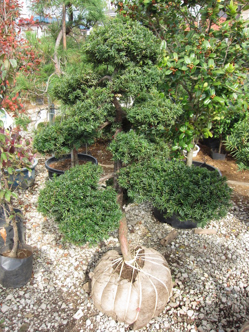 伽羅木 キャラボク 販売 画像 写真 価格 値段 庭木 安行 植木