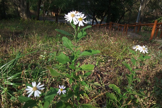 ■　公園で見つけた花　　　11.11.3　　　（ヤクシソウ、タンポポ）_e0070891_21593773.jpg