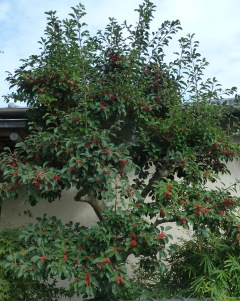 f0166694_18454022.jpg
