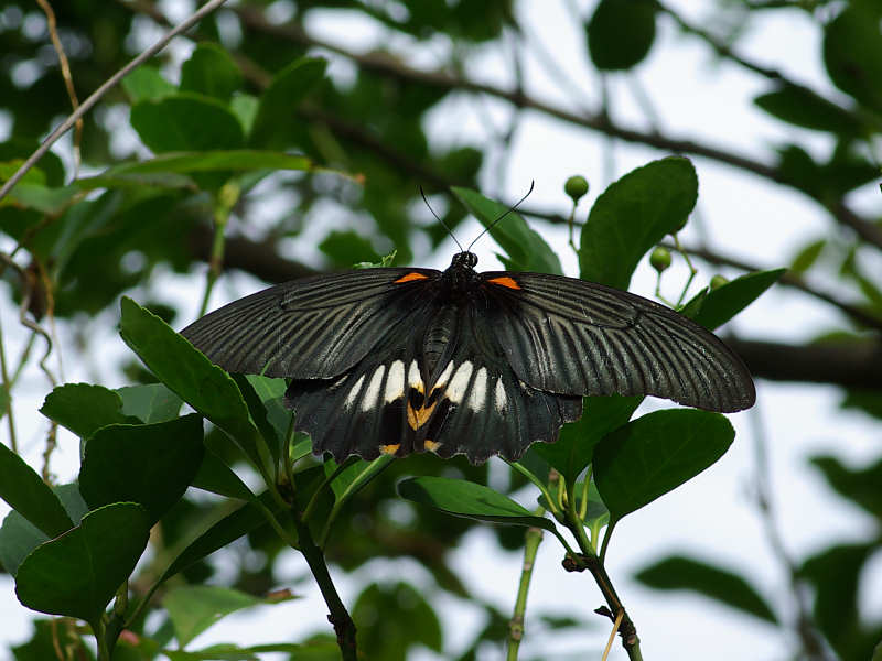 ナガサキアゲハ（西公園 2011/10/24撮影）_f0204094_17335176.jpg