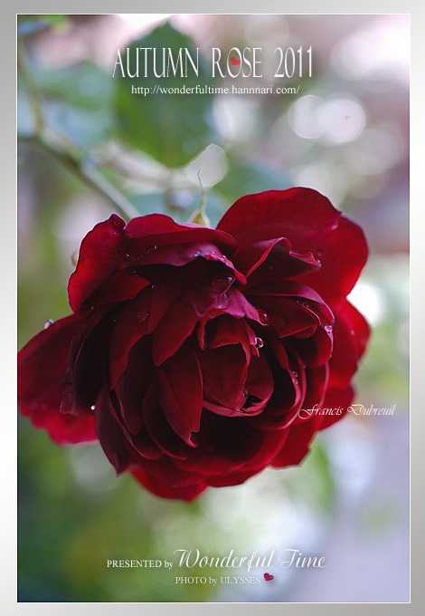 ☆ Wonderful Autumn Rose 2011 ☆_a0108795_050364.jpg