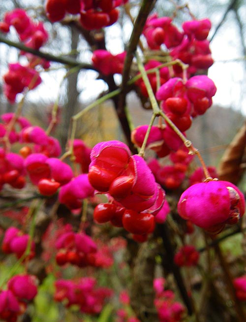 マユミ（檀、真弓、檀弓）Euonymus hamiltonianus Wall.　　Right_d0161799_935241.jpg