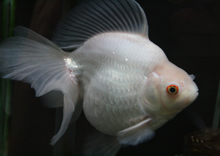 中国最高級金魚 ビーボックスアクアリウム 熱帯魚情報 中国最高級金魚 ビーボックスアクアリウム 熱帯魚情報