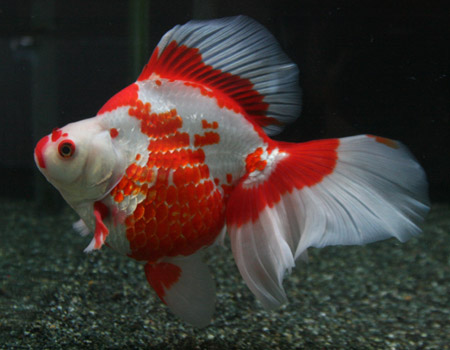 中国最高級金魚 ビーボックスアクアリウム 熱帯魚情報 中国最高級金魚 ビーボックスアクアリウム 熱帯魚情報