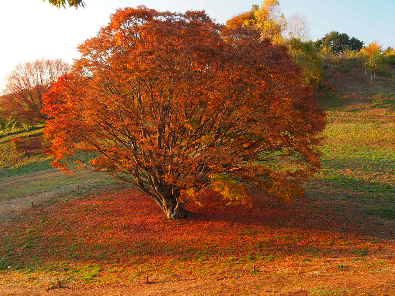 20011信州紅葉②大峰高原_d0020300_23121374.jpg