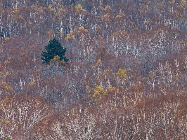 c0008502_5501810.jpg