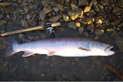 北の大河 秋の陣 イトウ釣りの鉄板_b0110205_0121025.jpg