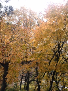 a0051606_135220.jpg