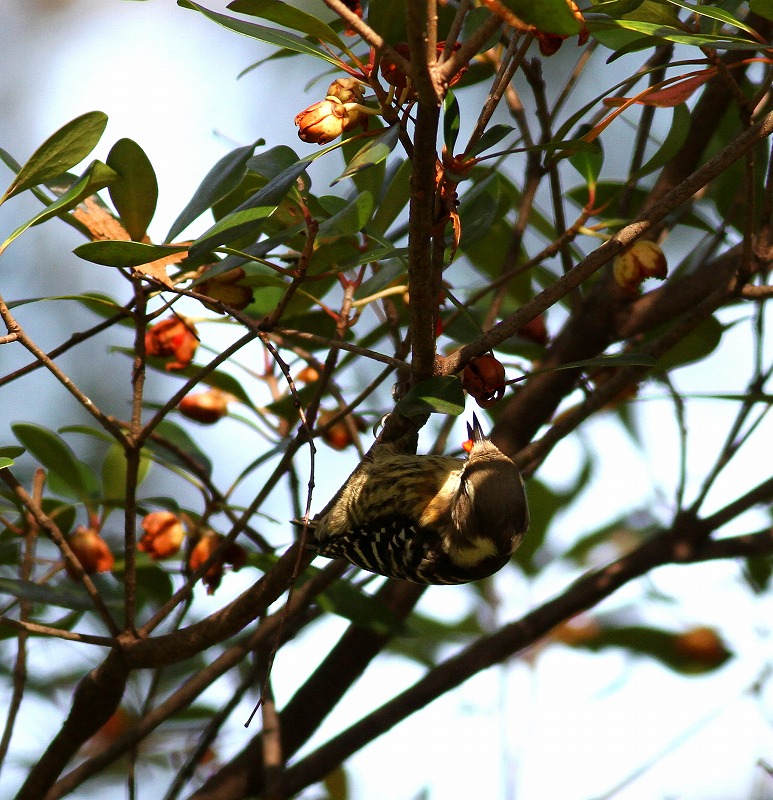 実を啄ばむ野鳥たち・・・_c0213607_19464947.jpg